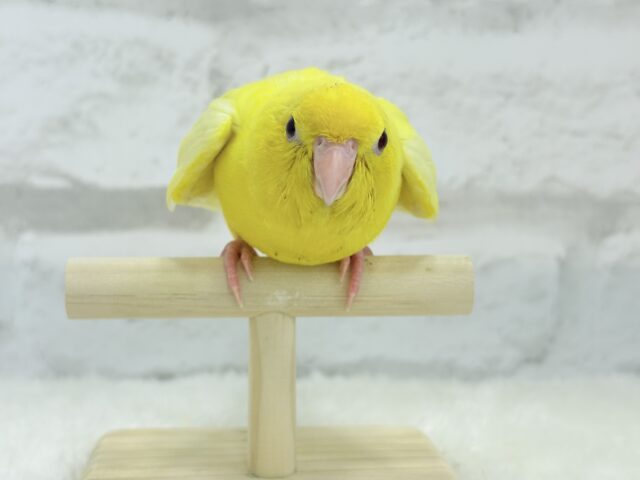 サザナミインコ