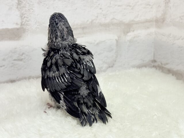 サザナミインコ