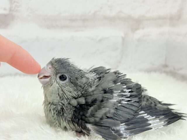 サザナミインコ