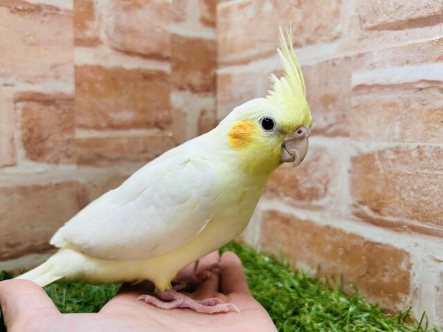オカメインコ