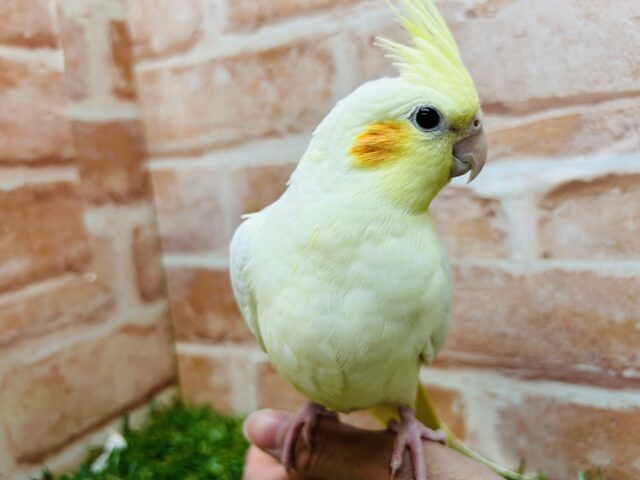 オカメインコ