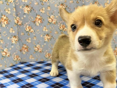 ウェルシュコーギー・ペンブローグ