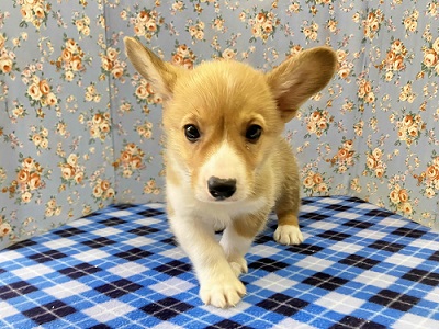 ウェルシュコーギー・ペンブローグ