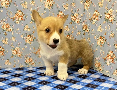 ウェルシュコーギー・ペンブローグ