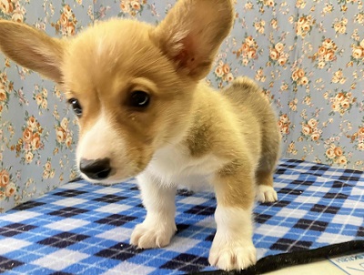 ウェルシュコーギー・ペンブローグ