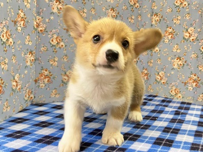 ウェルシュコーギー・ペンブローグ