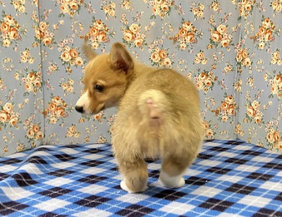 ウェルシュコーギー・ペンブローグ