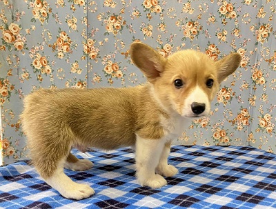 ウェルシュコーギー・ペンブローグ