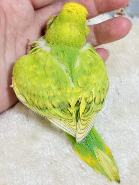セキセイインコ