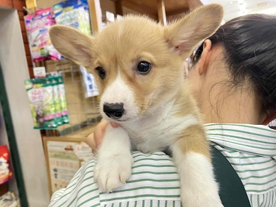 ウェルシュコーギー・ペンブローグ