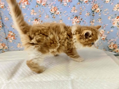 順調に成長✨イケメン過ぎるスコティッシュフォールドです! スコティッシュフォールド