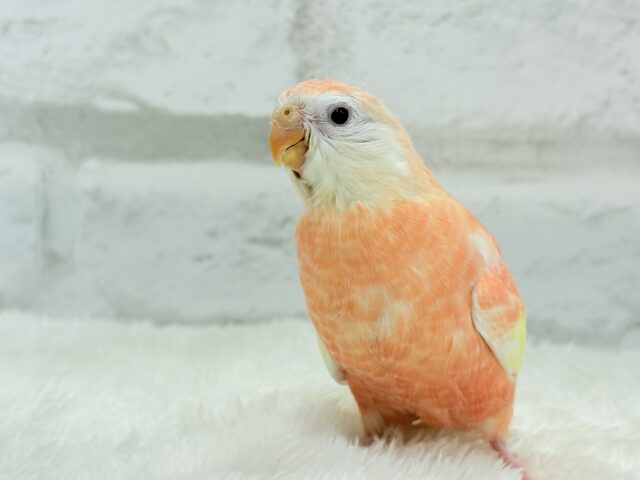 アキクサインコ（秋草インコ）