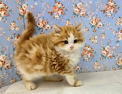 順調に成長✨イケメン過ぎるスコティッシュフォールドです! スコティッシュフォールド