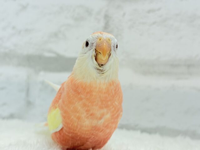 アキクサインコ（秋草インコ）