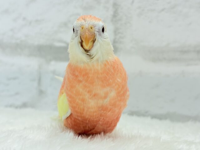 アキクサインコ（秋草インコ）