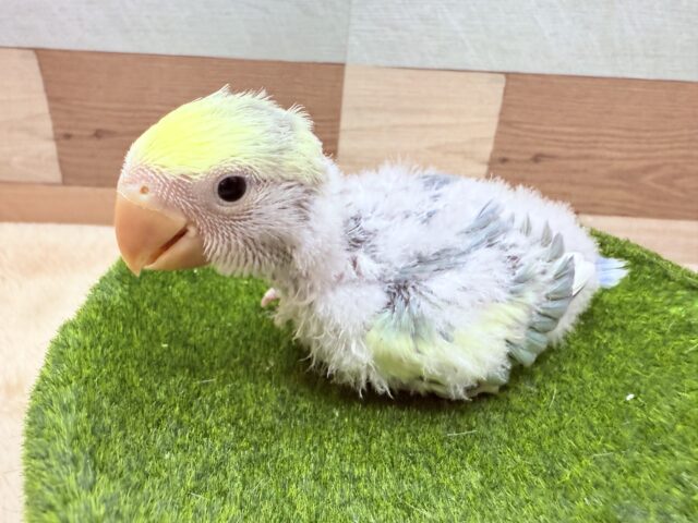 コザクラインコ（小桜インコ）