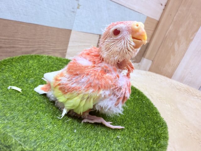 アキクサインコ（秋草インコ）