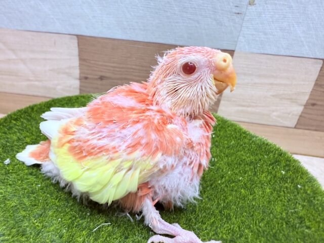 アキクサインコ（秋草インコ）