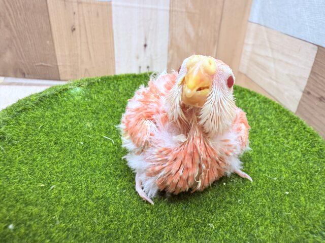 アキクサインコ（秋草インコ）