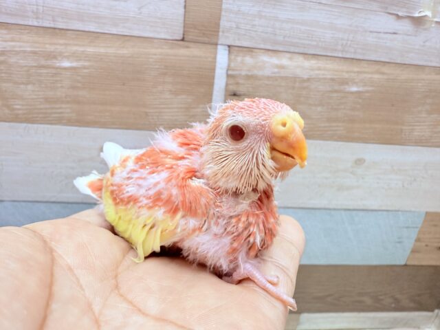 アキクサインコ（秋草インコ）
