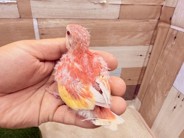 アキクサインコ（秋草インコ）