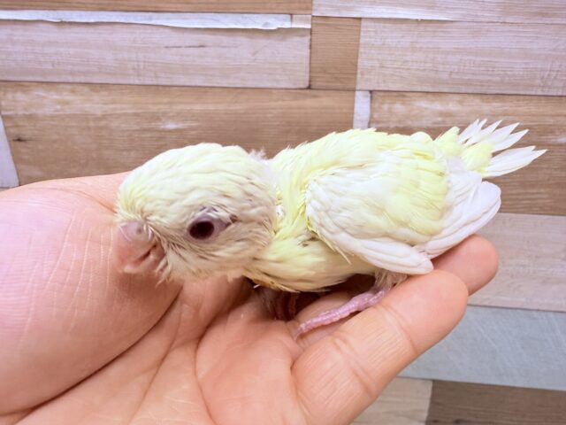 サザナミインコ