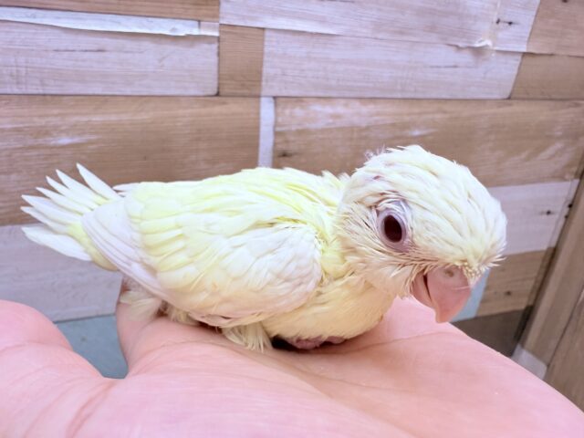 サザナミインコ