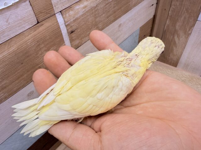 サザナミインコ