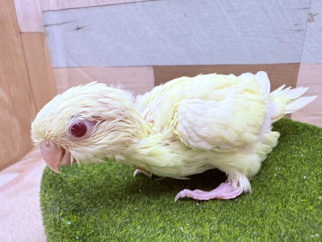 サザナミインコ