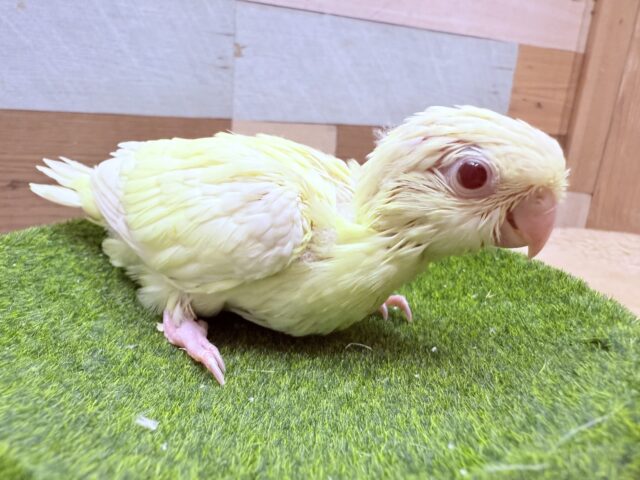 サザナミインコ