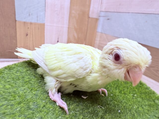サザナミインコ