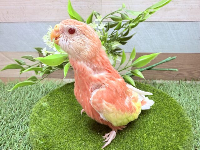 アキクサインコ（秋草インコ）