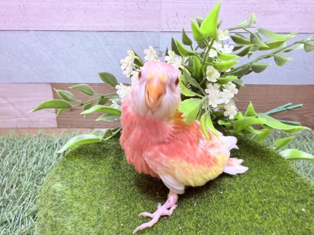 アキクサインコ（秋草インコ）