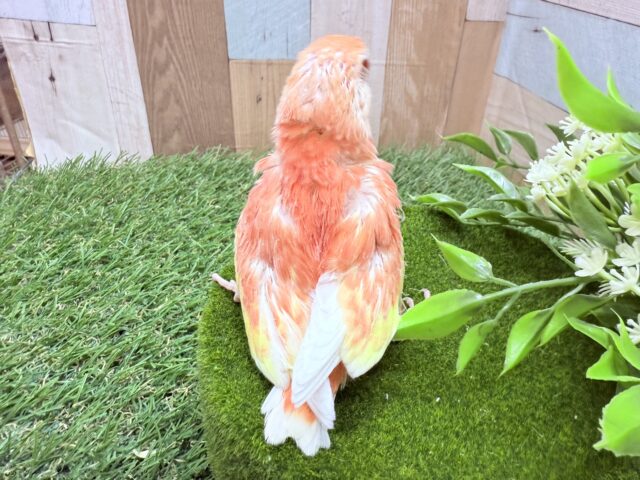 アキクサインコ（秋草インコ）