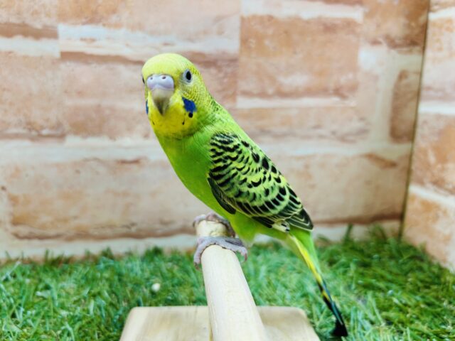 ①【☆最新画像更新☆】元気いっぱい!!人気カラーのセキセイちゃんがやってきましたよ~🎵 セキセイインコ(オパーリン) セキセイインコ