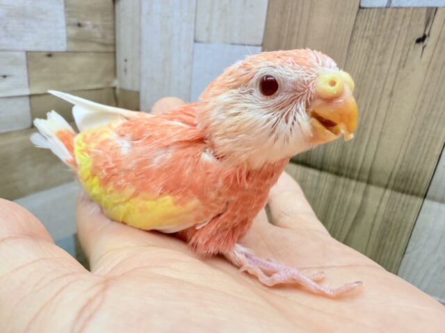 アキクサインコ（秋草インコ）
