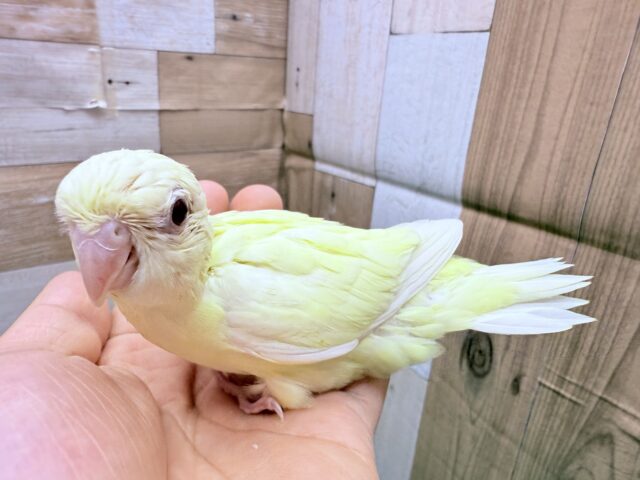 サザナミインコ