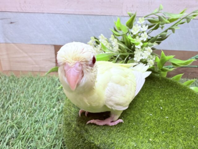 サザナミインコ