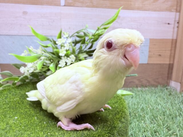 サザナミインコ