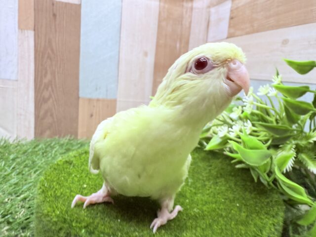 サザナミインコ
