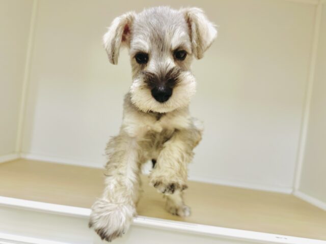 ミニチュアシュナウザー