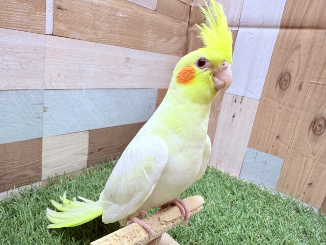 オカメインコ