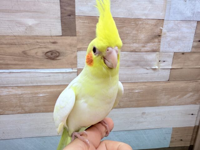オカメインコ