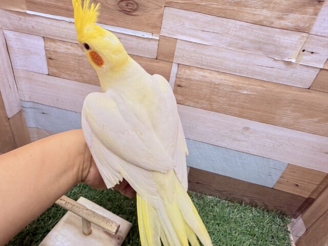 オカメインコ
