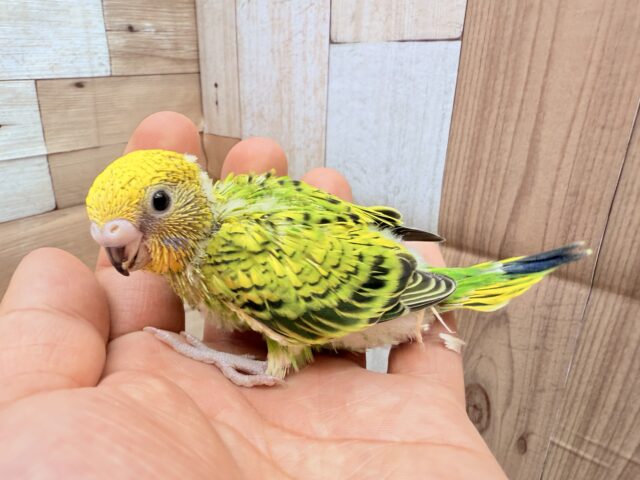 セキセイインコ