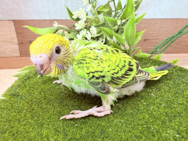 セキセイインコ