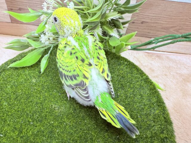 セキセイインコ
