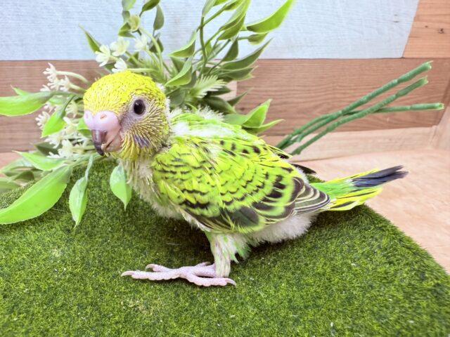 セキセイインコ