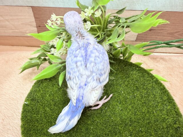 最新画像有ります‼️元気いっぱいわんぱくベビちゃん⭐️セキセイインコのスパングル❣️ セキセイインコ