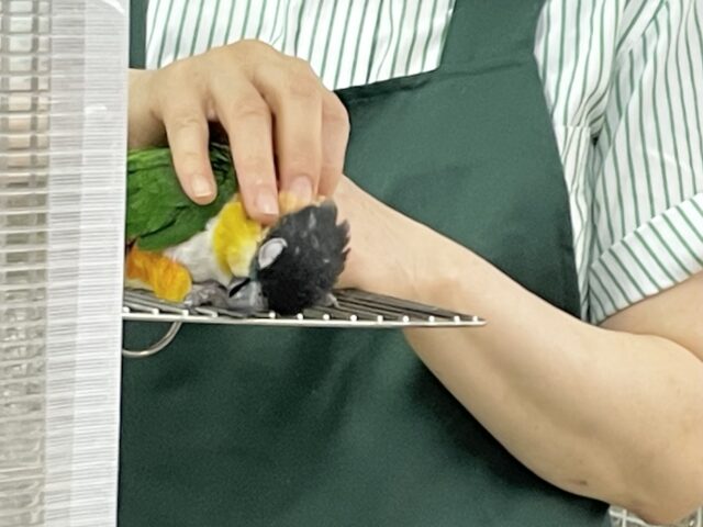ズグロシロハラインコ